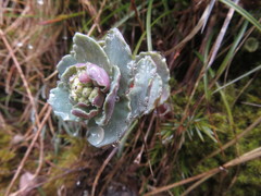 Phedimus subcapitatum