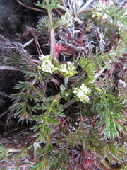 Chaerophyllum nanhuense