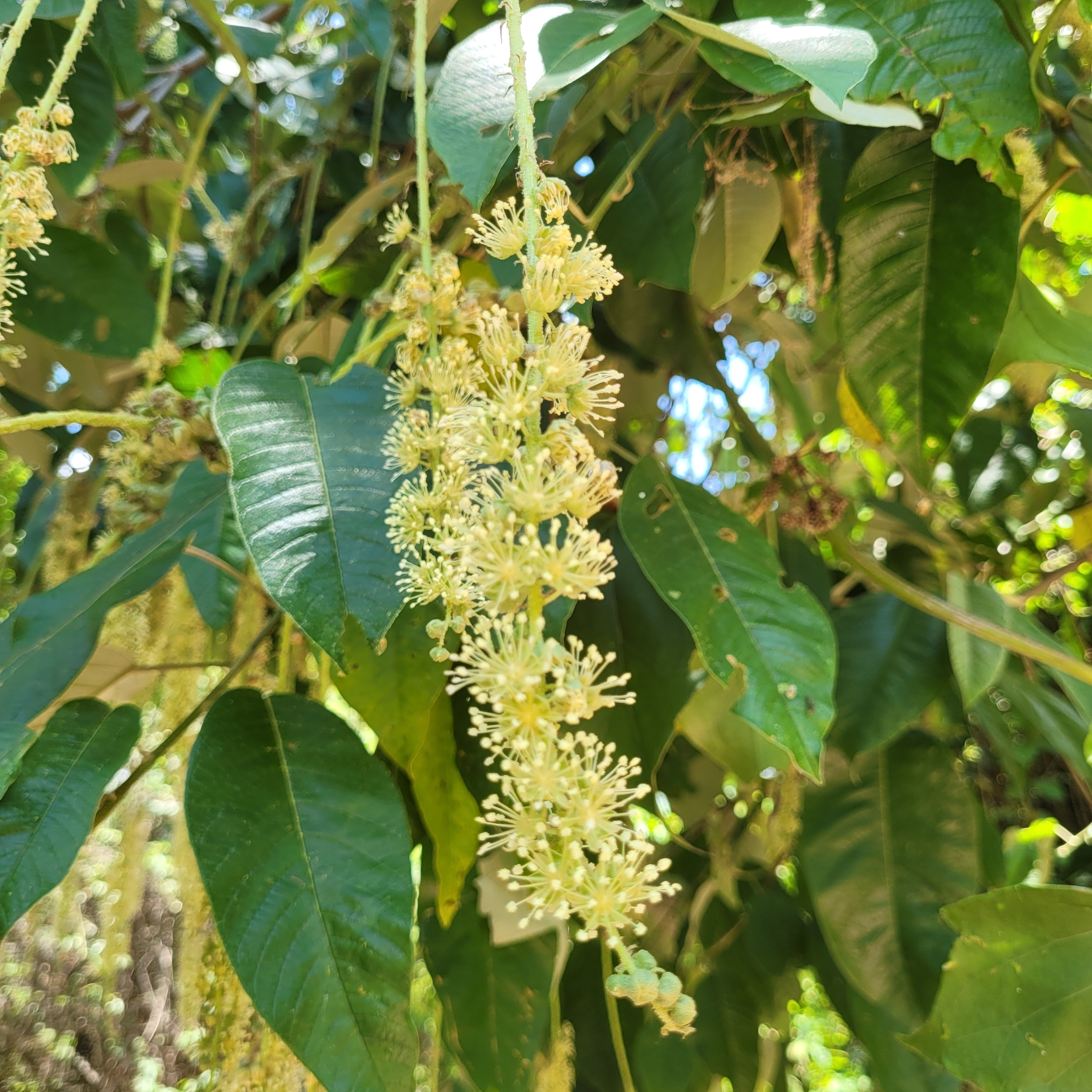 Croton floribundus