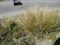 Poa flabellata