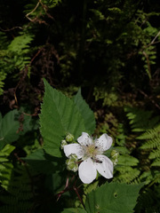 Rubus affinis