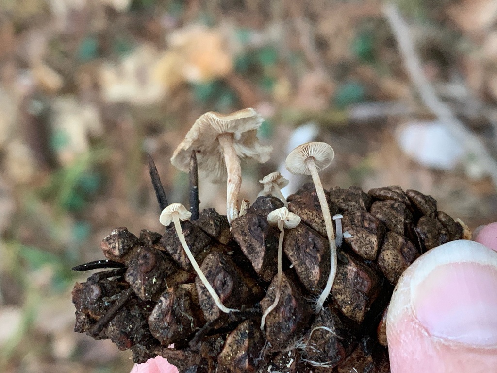 Baeospora myosura · December 2025 · photo: © manuela9012 (iNaturalist, cc-by)