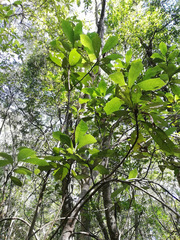 Brachylaena glabra