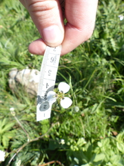 Moraea brevistyla
