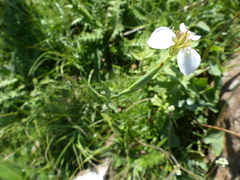 Moraea brevistyla