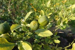 Citrus × aurantium
