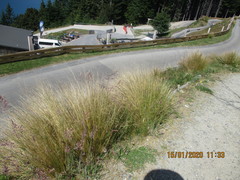 Poa flabellata