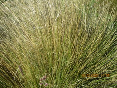 Poa flabellata