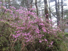 Rhododendron rubropilosum