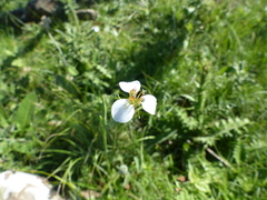 Moraea brevistyla