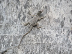 Anolis dominicensis