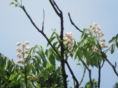 Bretschneidera sinensis