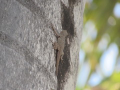 Anolis dominicensis