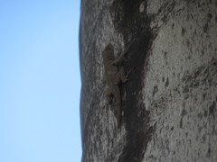 Anolis dominicensis