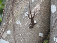 Anolis dominicensis