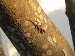 Anolis dominicensis