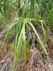 Livistona decora