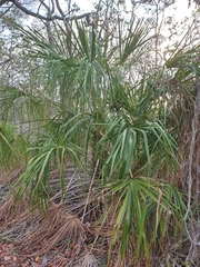 Livistona decora