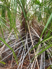 Livistona decora