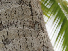 Anolis dominicensis