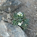 Snow Whitlowgrass - Photo (c) Sean Blaney, some rights reserved (CC BY-NC), uploaded by Sean Blaney