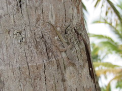 Anolis dominicensis