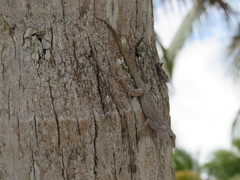 Anolis dominicensis