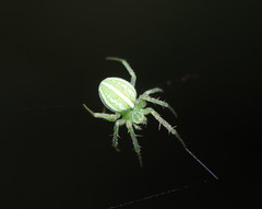 Araneus ginninderranus