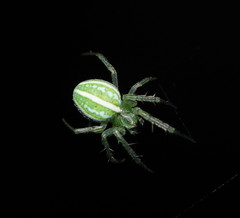 Araneus ginninderranus
