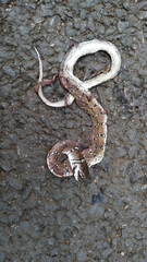 Coelognathus helena