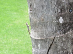 Anolis dominicensis