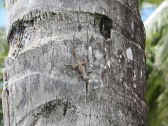 Anolis dominicensis