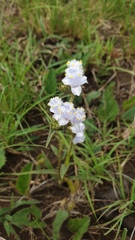 Cyanotis speciosa