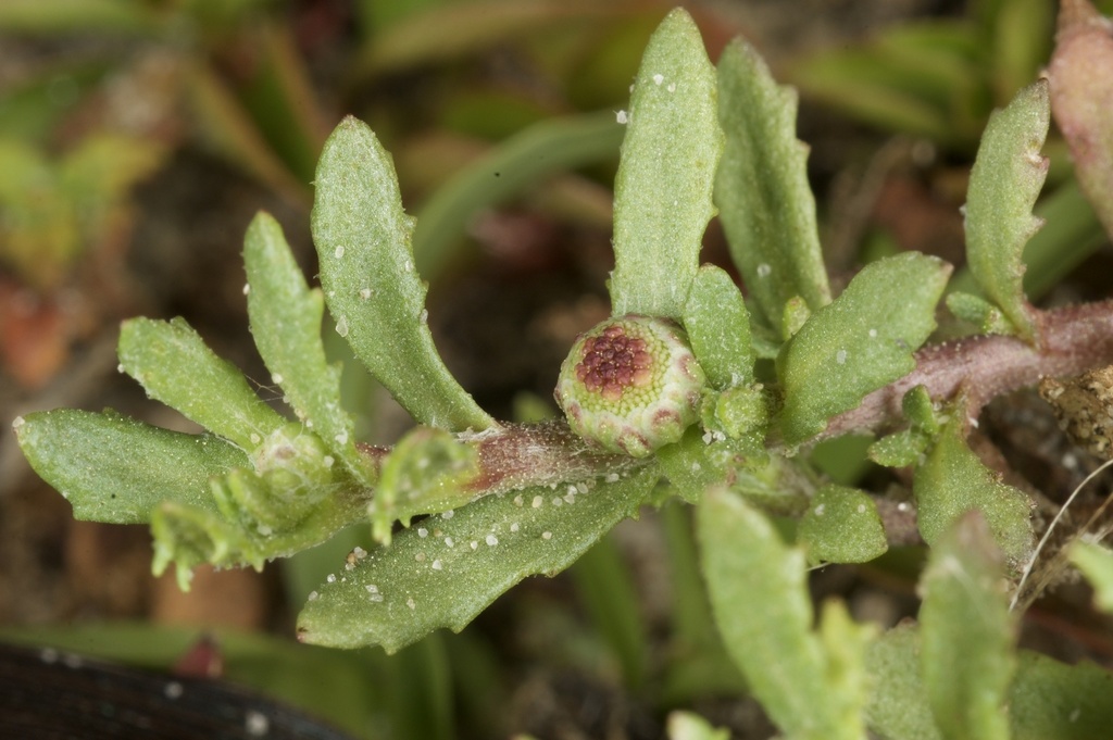 New Zealand Sneezewort