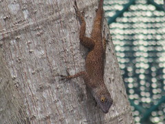 Anolis dominicensis