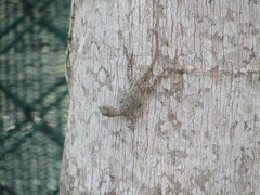 Anolis dominicensis