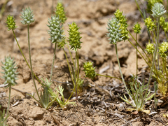 Ceratocephala