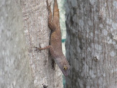 Anolis dominicensis