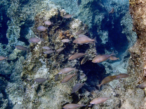 Siganus rivulatus