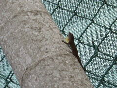 Anolis dominicensis