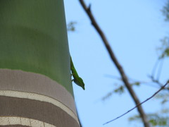 Anolis callainus