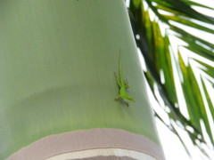 Anolis callainus