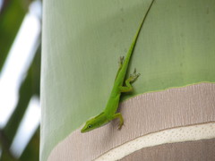 Anolis callainus