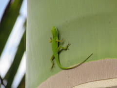 Anolis callainus