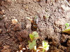 Selatosomus aeneus