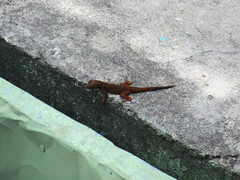Anolis dominicensis