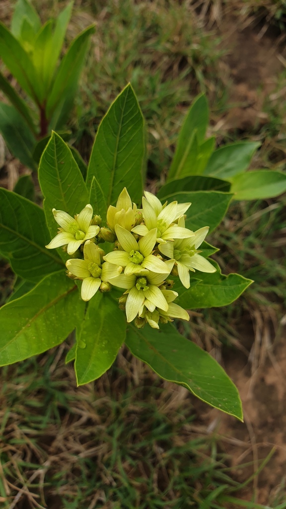 Jatropha hirsuta