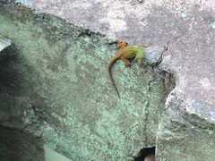 Anolis dominicensis