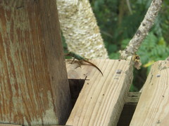 Anolis dominicensis