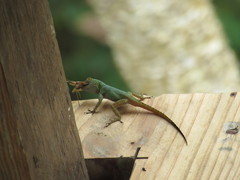 Anolis dominicensis